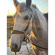 Kavalkade Browband Narrowly Spaced Rhinestones Black Cob 