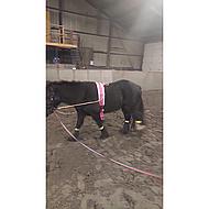 Shires Nylon Lunge Roller With Fleece Padding in Raspberry 