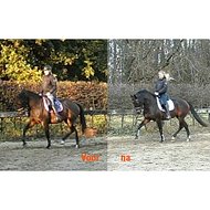 Equitop Myoplast Erfahrungen Pferd