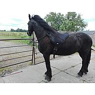 Harry´s Horse Bare Back Pad Reitkissen Antislip baumlos Sattelpad für Kids 