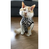 straffen Een zin slijm Medical Pet Shirt Kat Zebra - Agradi.nl