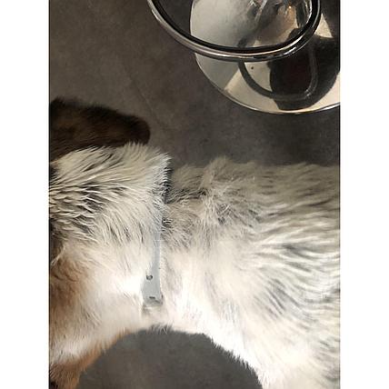 Knock Off Teken en Vlooien Halsband Kleine Hond 35cm