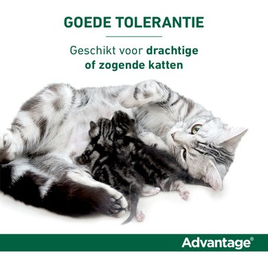 Tijdens ~ klok profiel Advantage 40 Spot-On Kat <4kg 4pip - Agradi.nl
