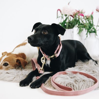 Antique Rose Velvet - Luxury Velvet Dog Collar - Pixie Drip