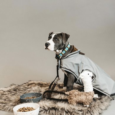 Buy Kentuky Dogwear Dog Collar Pearls