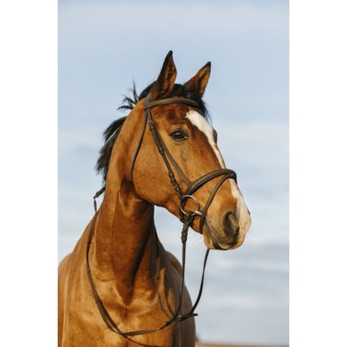 Riding World Bridle with Combined Noseband Havana
