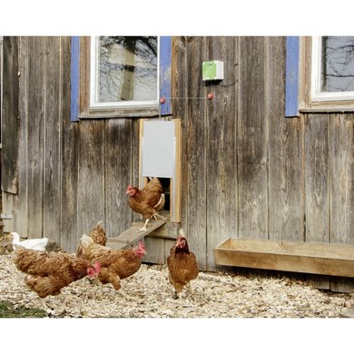 Kerbl Automatische Hühnertür Set