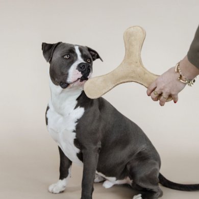 Kentucky Dog Toy Boomerang Pastel Beige