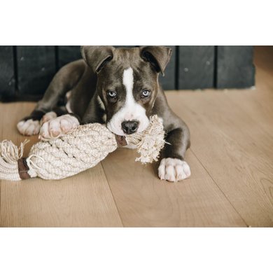 Kentucky Jouets pour Chien Cotton Rope Pineapple