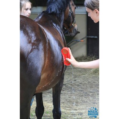 Magic Brush for Horse REVIEW