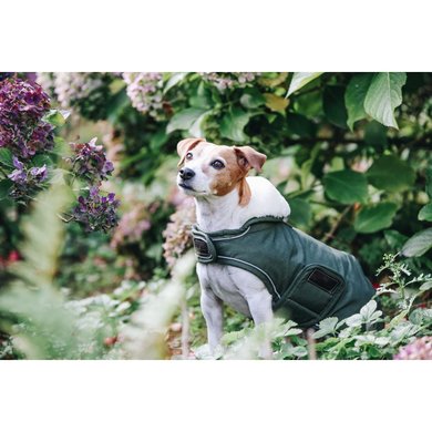 Kentucky Dog Coat Waterproof Olive Green