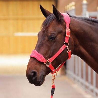 Arma by Shires Head Collar Set Comfy Coral Full