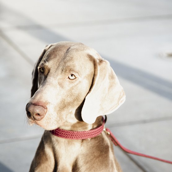 Kentucky Nylon Plaited Dog Collar