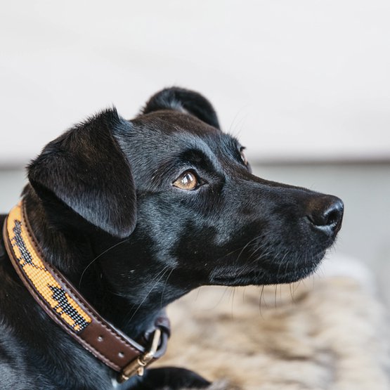 Kentucky - Dog collar with handmade pearls