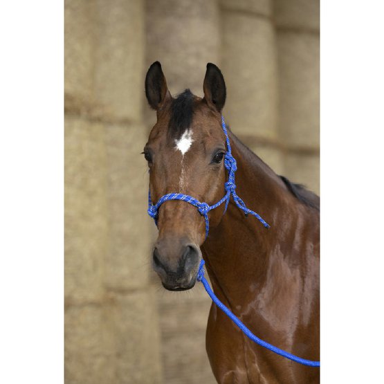 Licol éthologique bleu et rouge taille cheval